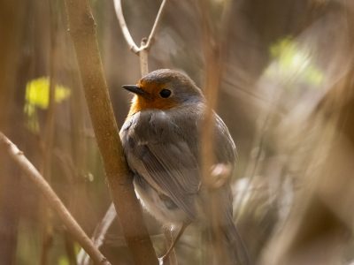 Closeup of a robin bird standing in the wild with branches in the background