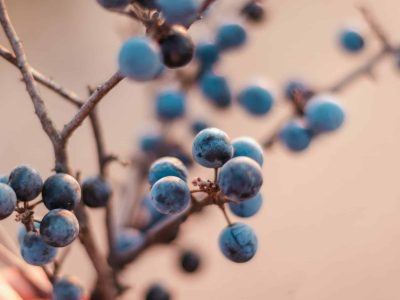 Wild blackthorn. Blue berries of blackthorn ripen on bushes